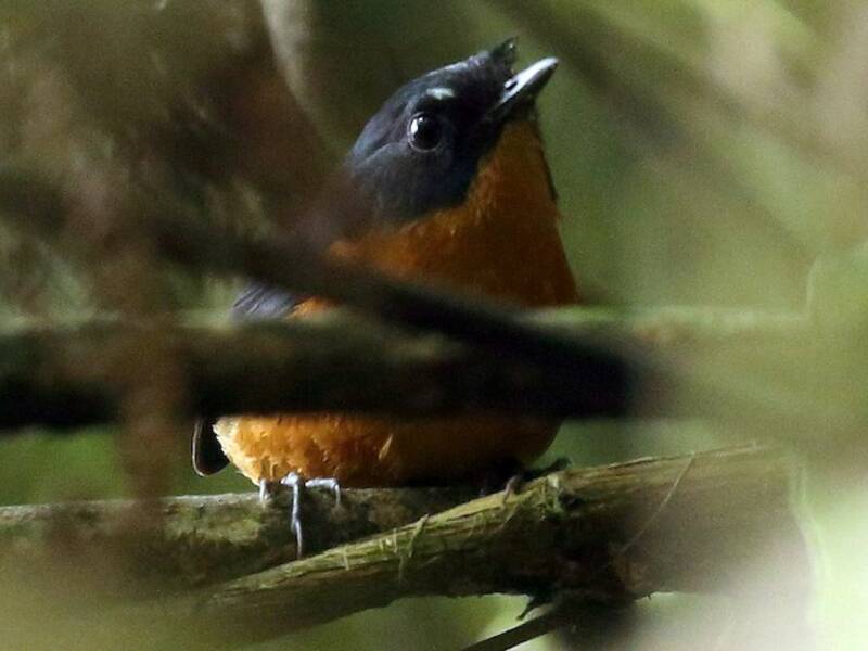 Alas Cortas Ventrirrufa, Fotos 2