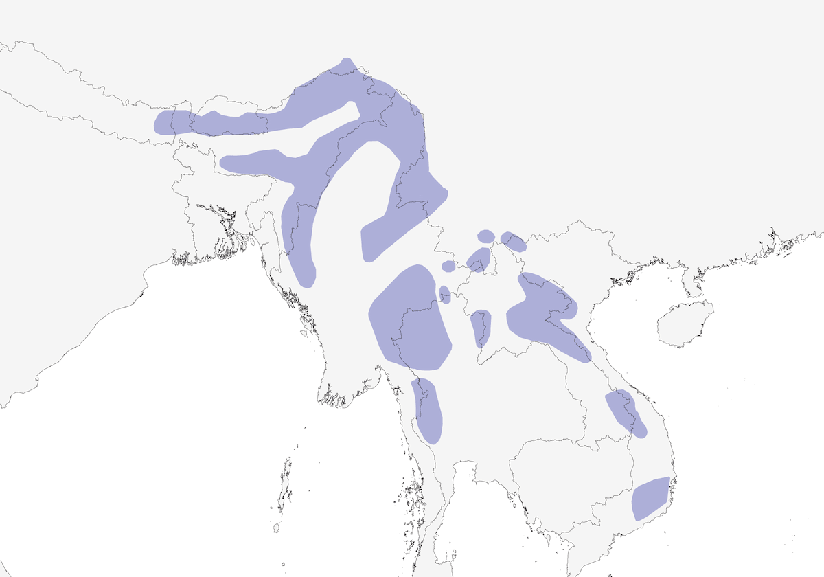 Sibia à dos roux, Distribution 1