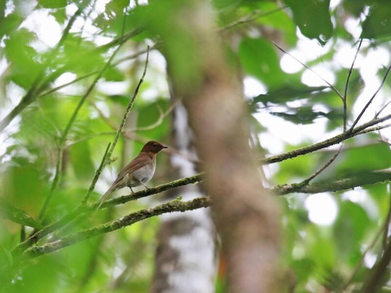 Solitario bruno-rossiccio, Foto 4