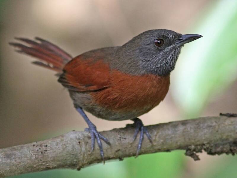 Rufous-breasted Spinetail, 照片 2