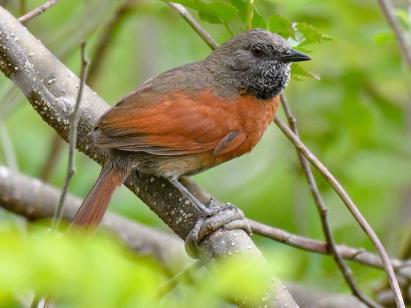 Rufous-breasted Spinetail, 照片 3