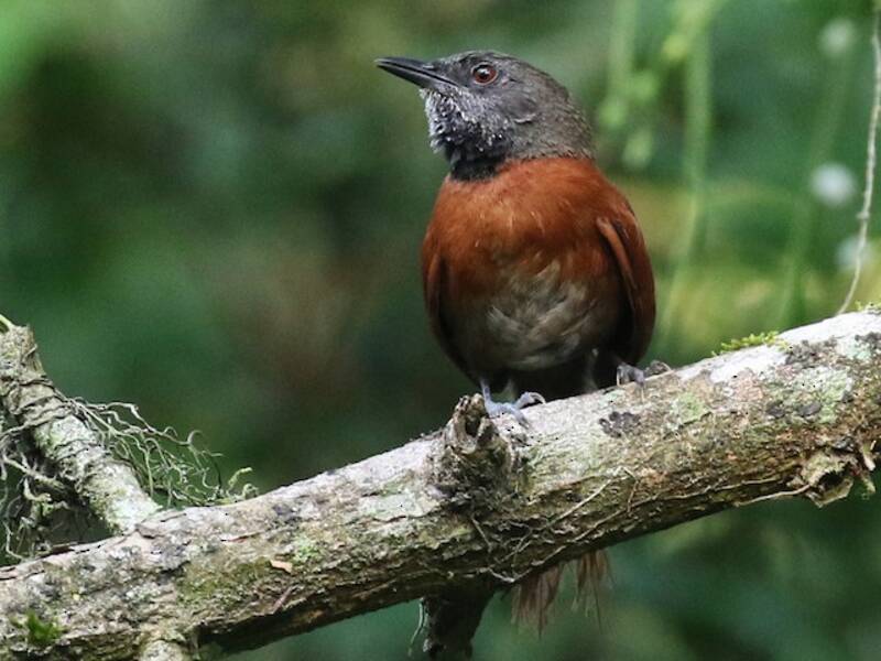 Rufous-breasted Spinetail, 照片 4