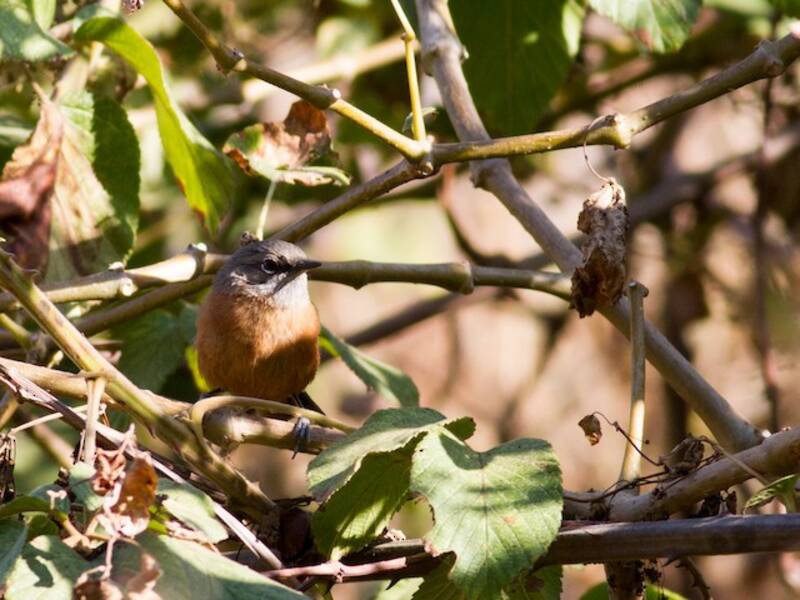Russet-bellied Spinetail