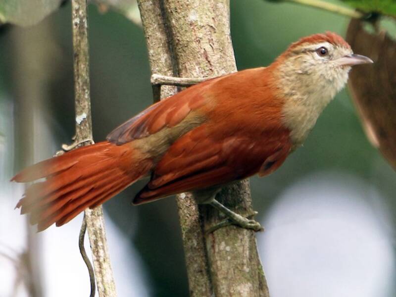 Rusty-backed Spinetail, Photos 3
