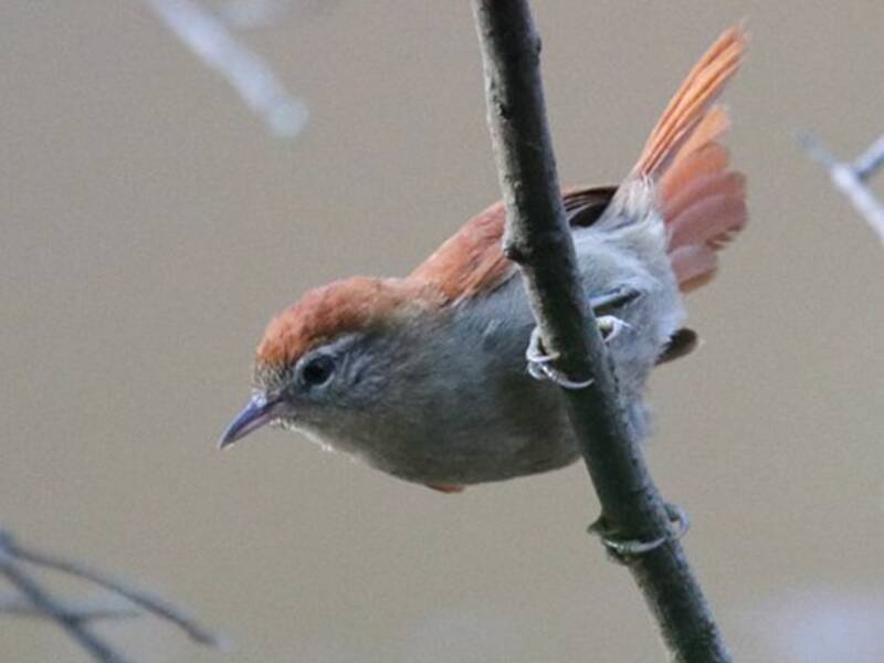 Rusty-backed Spinetail, Photos 2
