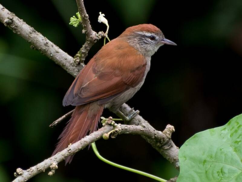 Rusty-backed Spinetail