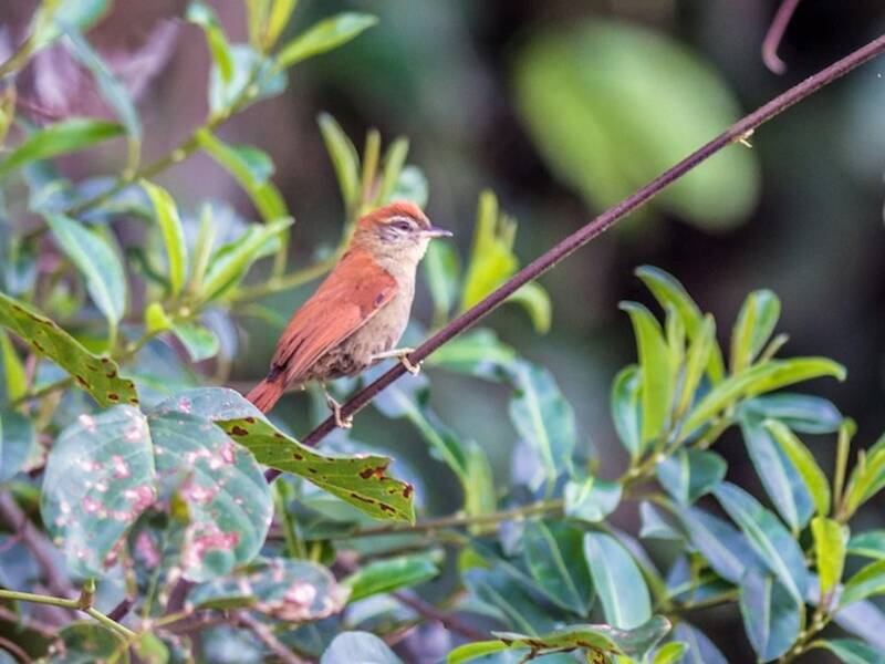 Rusty-backed Spinetail, Photos 4