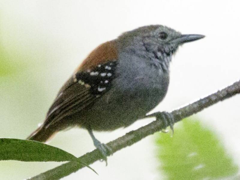 Rufous-backed Stipplethroat, Photos 3