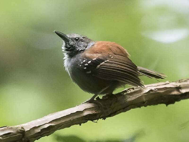 Rufous-backed Stipplethroat, Photos 2