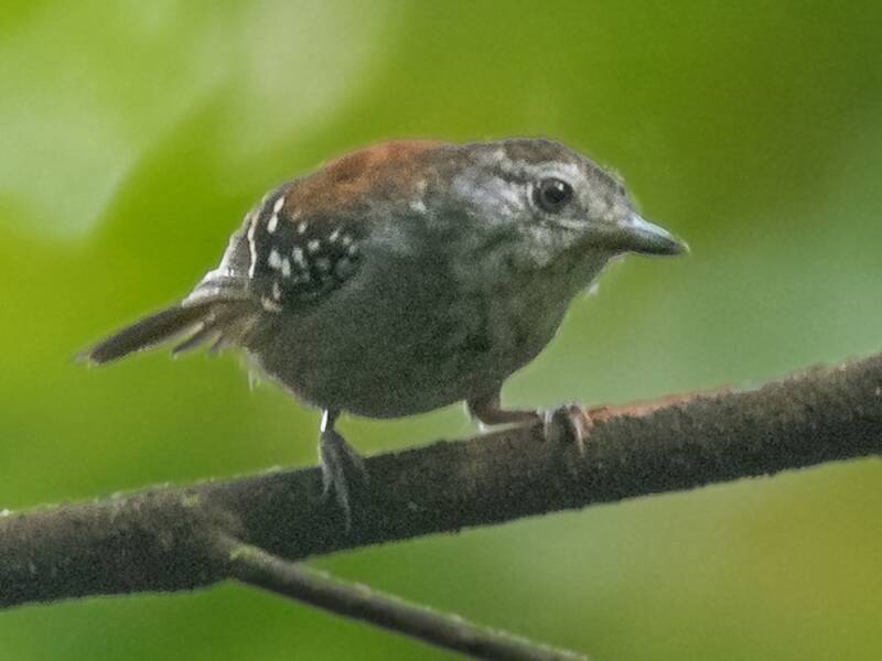 Rufous-backed Stipplethroat (Epinecrophylla haematonota)