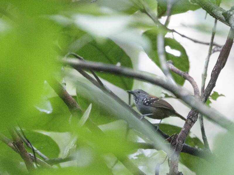 Rufous-backed Stipplethroat, Photos 4