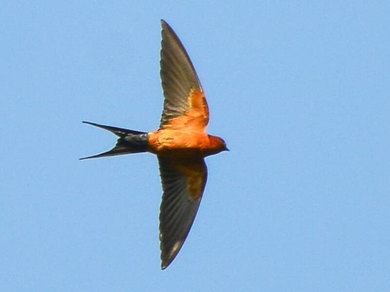 Rufous-bellied Swallow