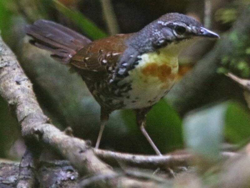 Rostband-Tapaculo, Fotos 4