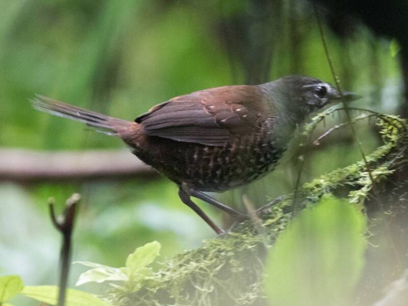 Rostband-Tapaculo, Fotos 2