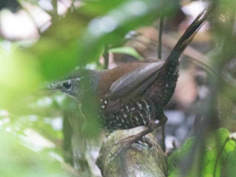 Rostband-Tapaculo, Fotos 3