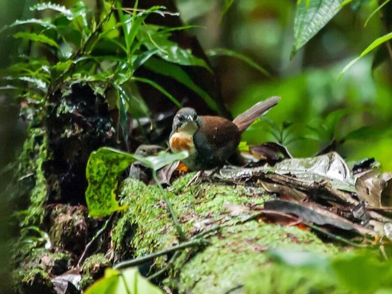 Rostband-Tapaculo