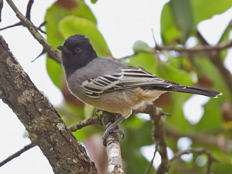 Rufous-bellied Tit