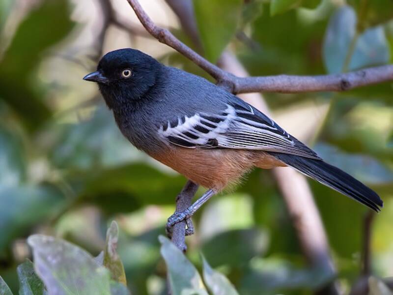 Mésange à ventre roux, Photos 2