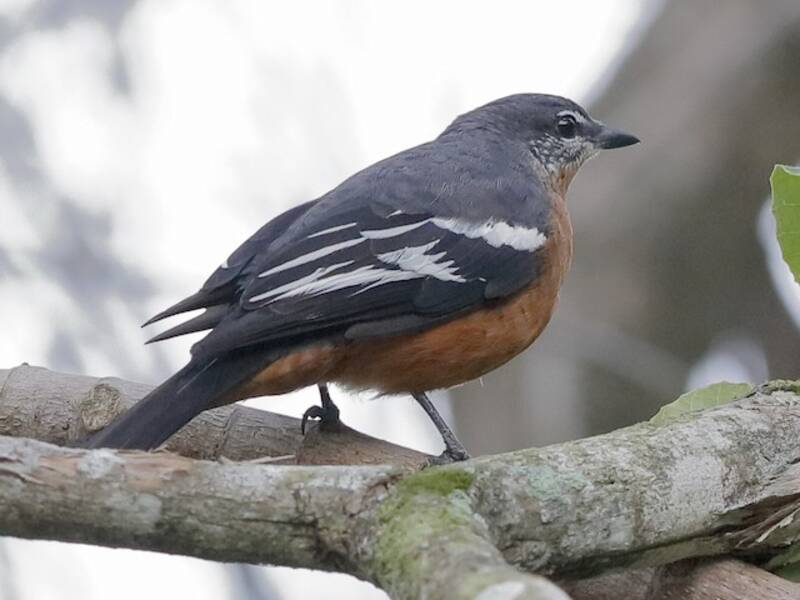 Rufous-bellied Triller