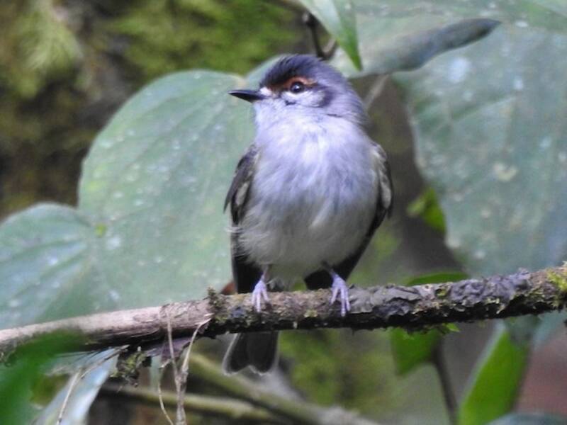 Rufous-browed Tyrannulet, Photos 3