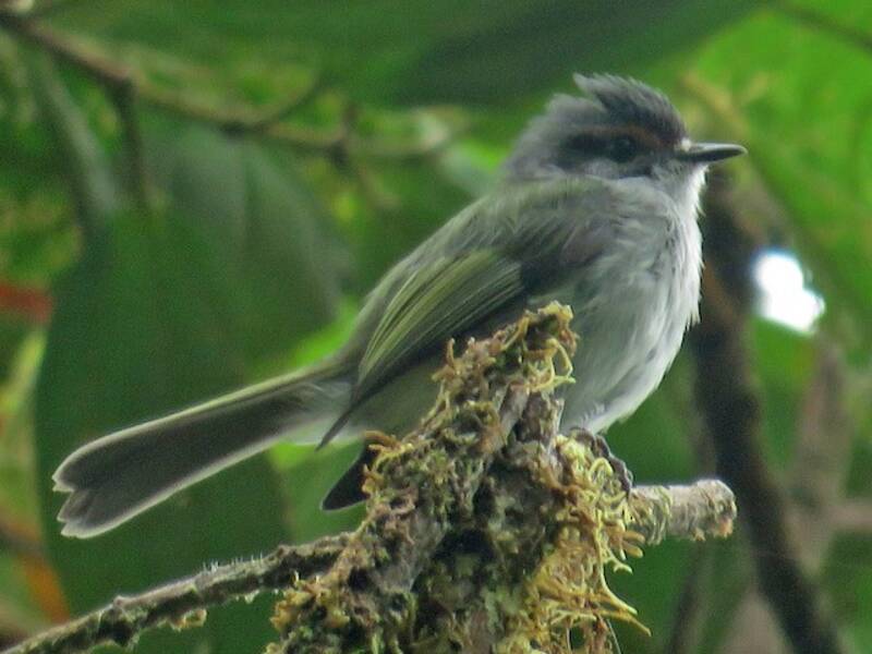 Rufous-browed Tyrannulet, Photos 4