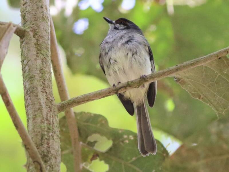 Rufous-browed Tyrannulet, Photos 2