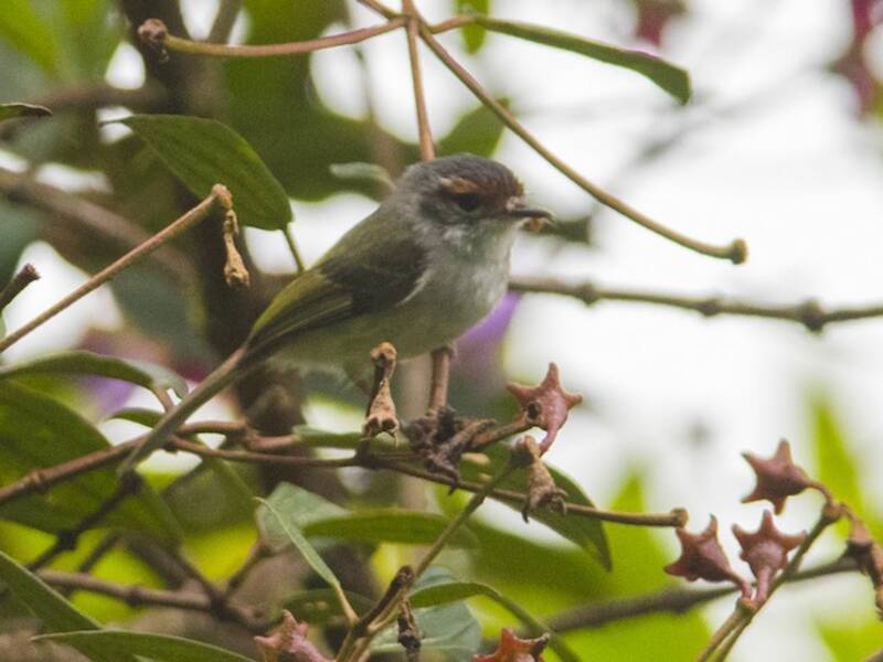 Rufous-browed Tyrannulet