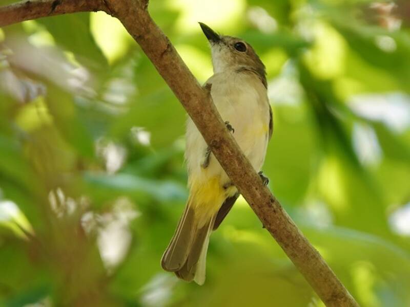 Silbador de Tenggara