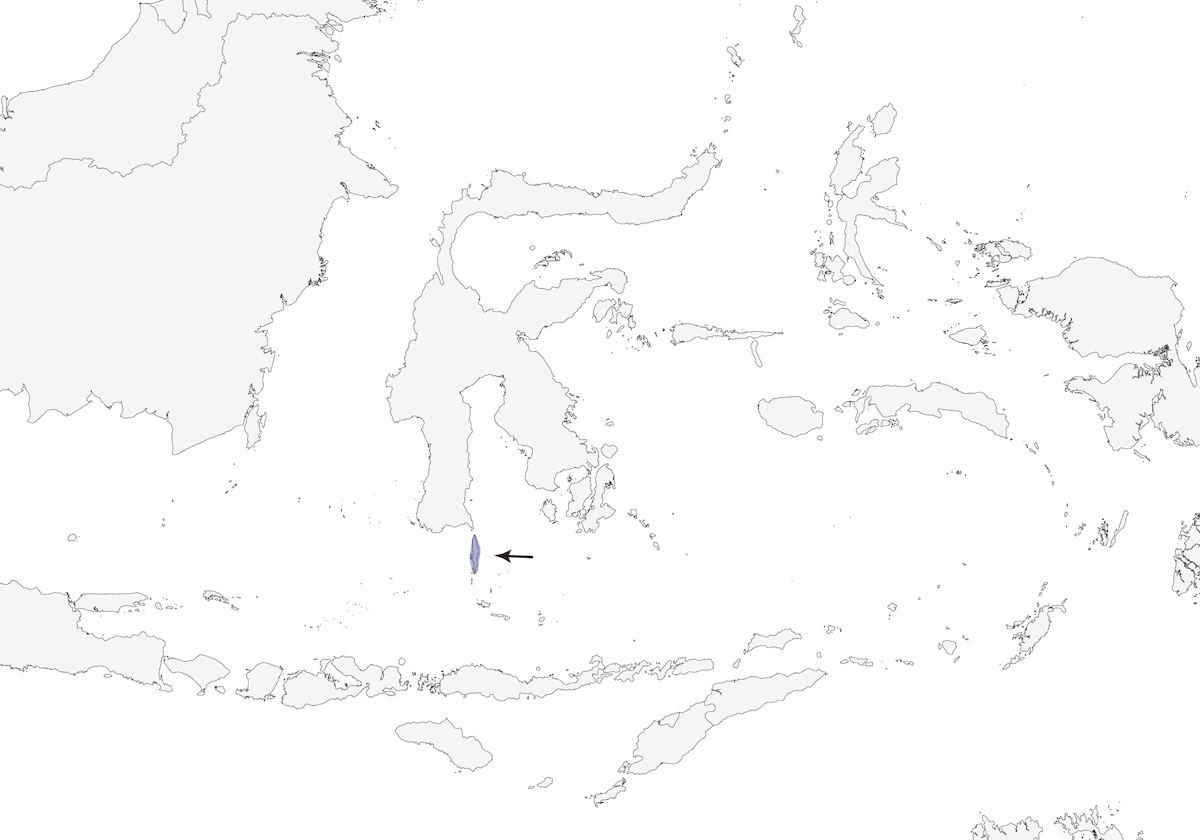 Silbador de Selayar, Distribución 1