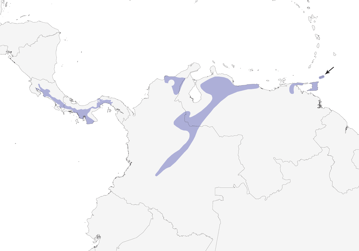 Scricciolo pettorosso, Distribuzione 1