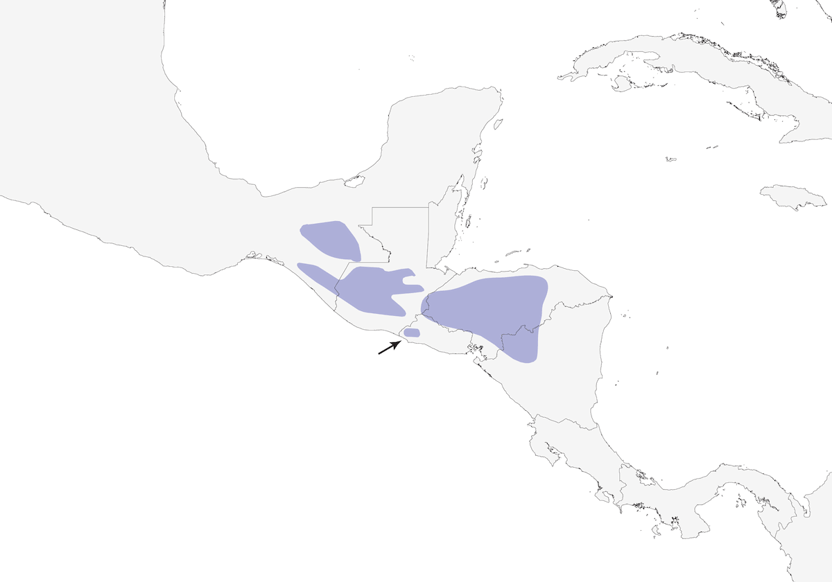 Scricciolo sopraccigliofulvo, Distribuzione 1