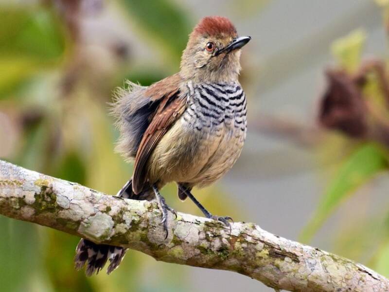 Batara Gorricastaño