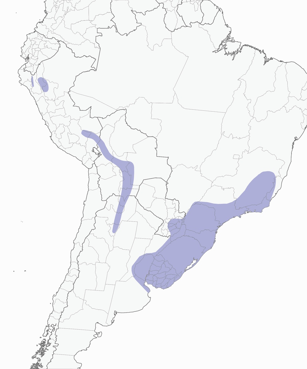 Batara Gorricastaño, Distribución 1
