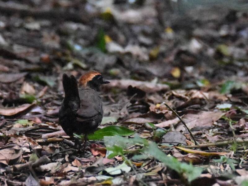 Rufous-capped Antthrush (Formicarius colma)