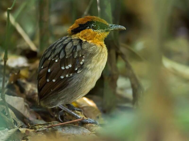 Tororoi Coronirrufo