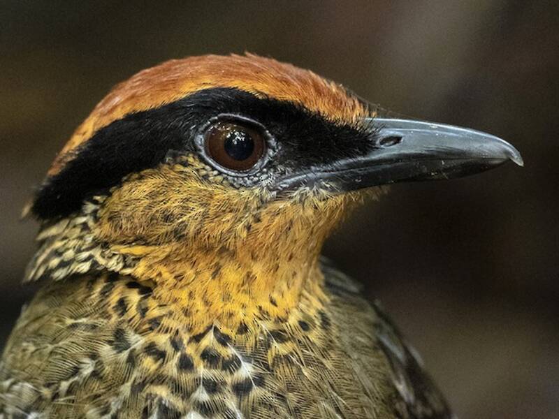 Tororoi Coronirrufo, Fotos 2