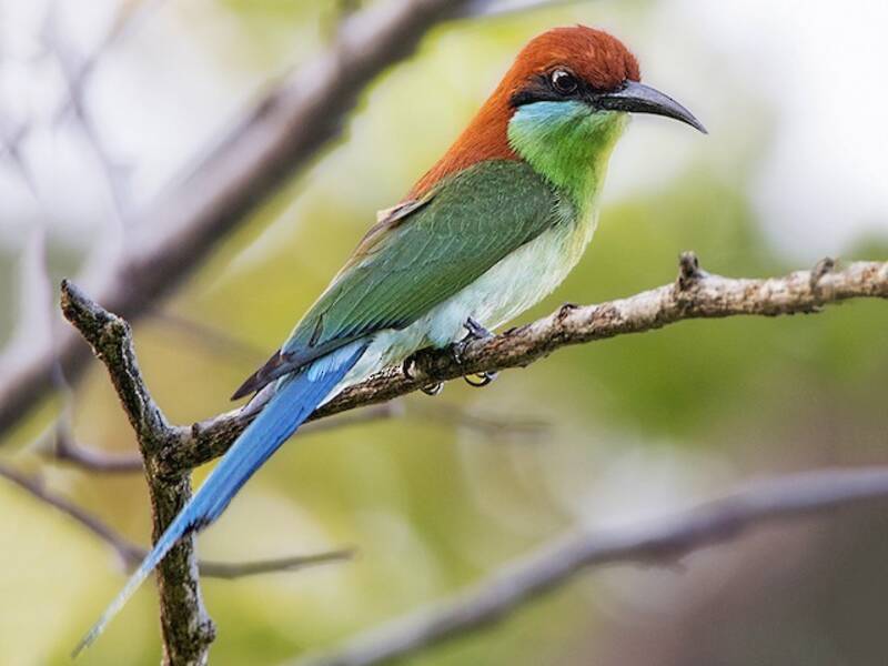 Abejaruco coronirrojo