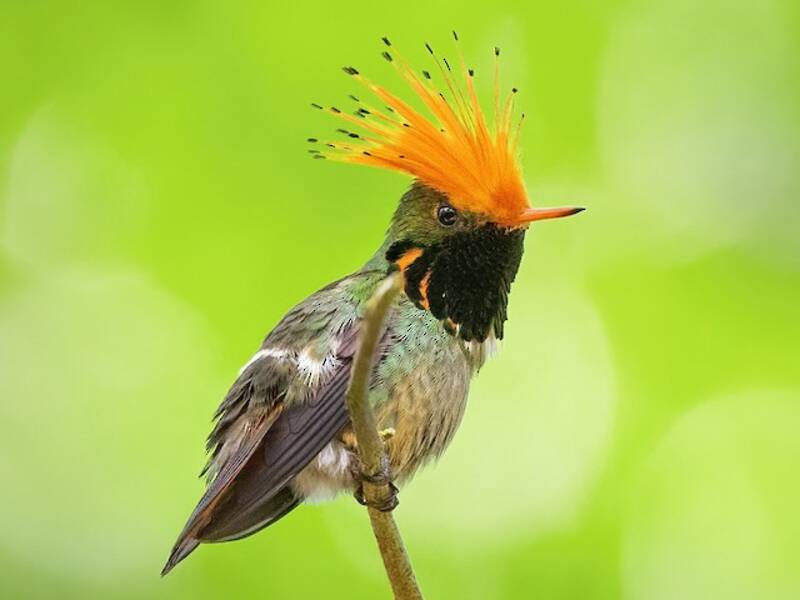 Rufous-crested Coquette, 照片 4
