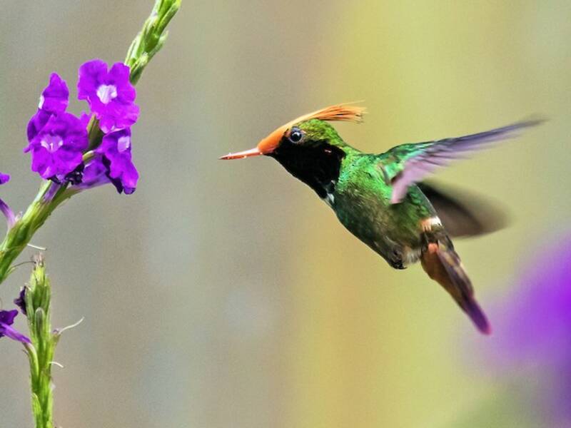 Rufous-crested Coquette (Lophornis delattrei)