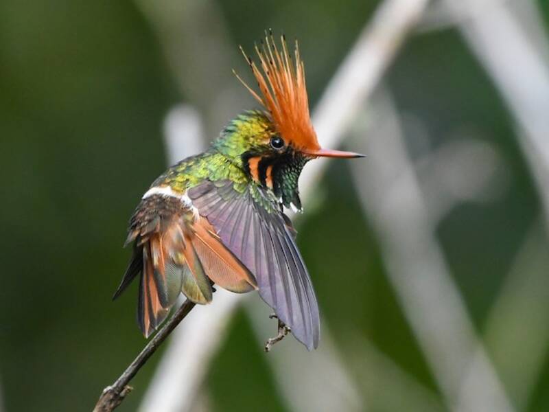 Rufous-crested Coquette, 照片 2