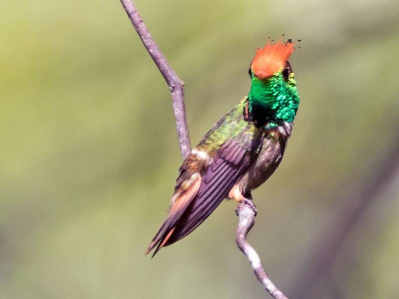 Rufous-crested Coquette, 照片 3