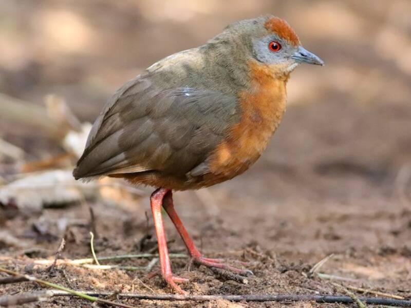 Russet-crowned Crake