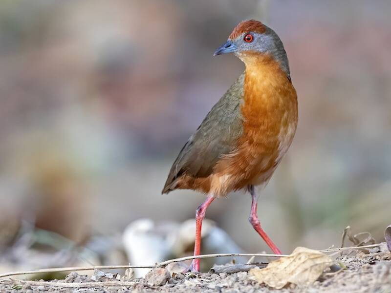 Russet-crowned Crake, 照片 3
