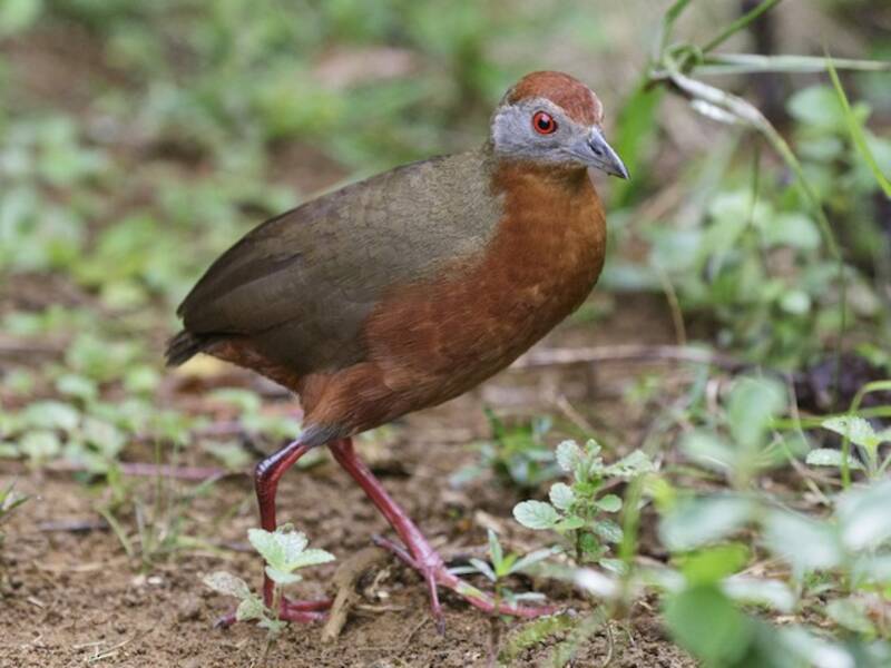 Russet-crowned Crake, 照片 2