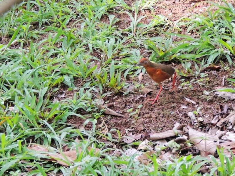 Russet-crowned Crake, 照片 4