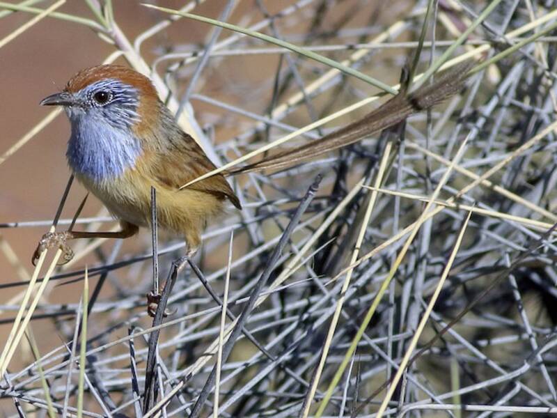 Rufous-crowned Emuwren