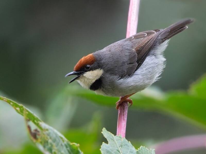 Rufous-crowned Eremomela, Photos 4