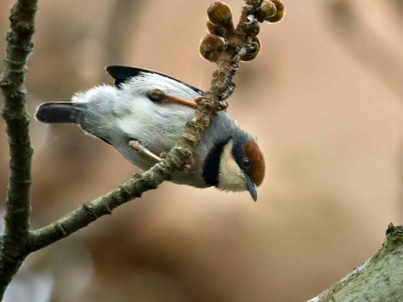 Rufous-crowned Eremomela, Photos 3