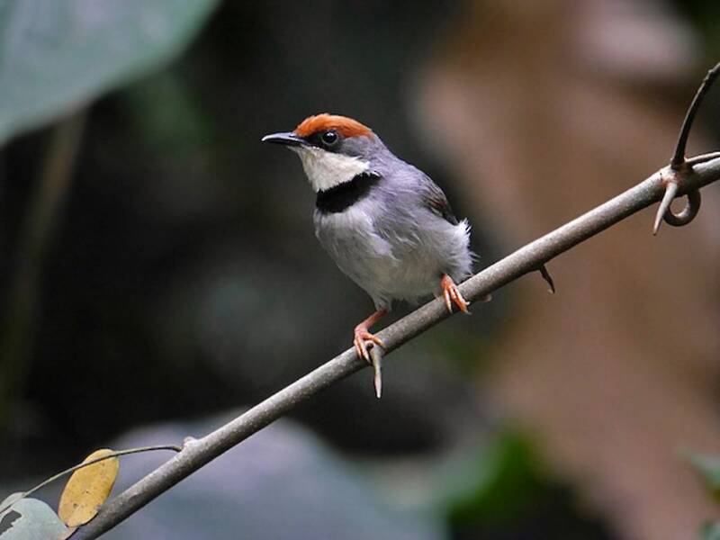 Rufous-crowned Eremomela, Photos 2