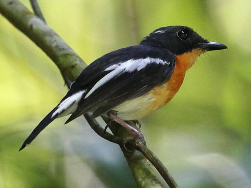 Rotbrust-Fliegenschnäpper, Fotos 3